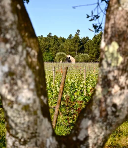 Unveil the Jewels of a Singular Terroir 2 ...