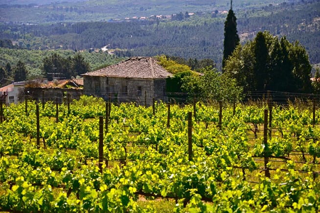 Unveil the Jewels of a Singular Terroir 3 ...